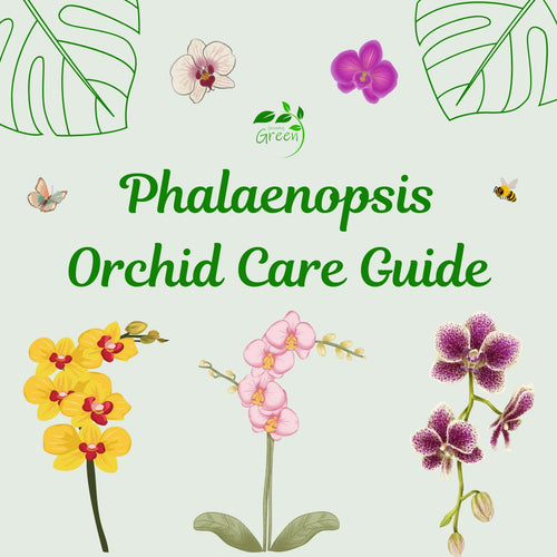 Phalaenopsis Orchid Care Guide