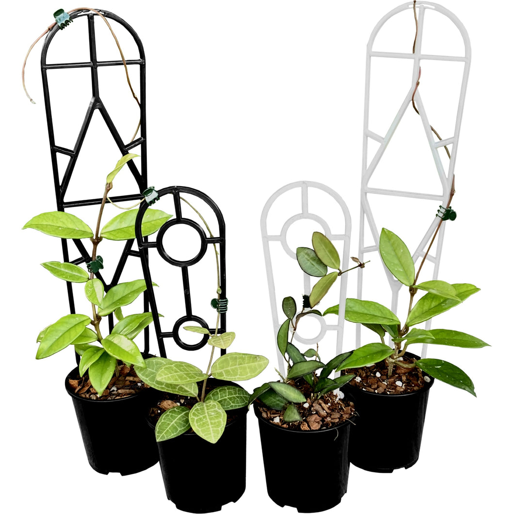 Plant Support Trellis