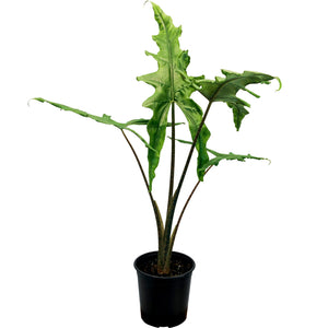 Alocasia Sabrina - 17cm