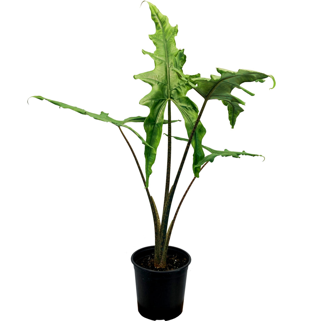 Alocasia Sabrina - 17cm