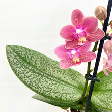 Load image into Gallery viewer, Phalaenopsis Mini Scented
