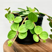 Load image into Gallery viewer, Peperomia Hope - 14cm
