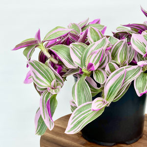 Tradescantia Sweetness - 12cm