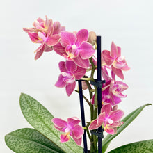 Load image into Gallery viewer, Phalaenopsis Mini Scented
