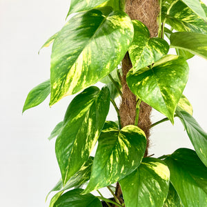 Golden Pothos - 18cm