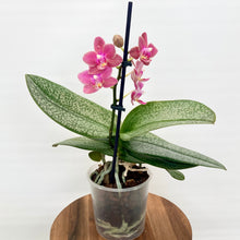 Load image into Gallery viewer, Phalaenopsis Mini Scented
