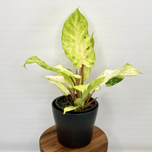 Load image into Gallery viewer, Philodendron Snowdrift 12cm
