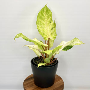 Philodendron Snowdrift 12cm