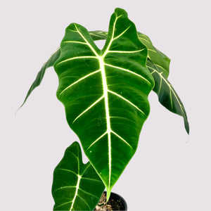 Alocasia Frydek - 12cm