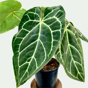 Anthurium Crystallinum - 17cm