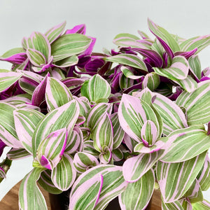 Tradescantia Sweetness - 12cm