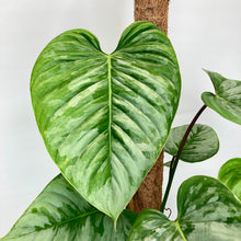 Load image into Gallery viewer, Philodendron Sodiroi - 17cm
