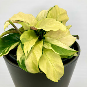 Calathea Yellow Fusion - 14cm