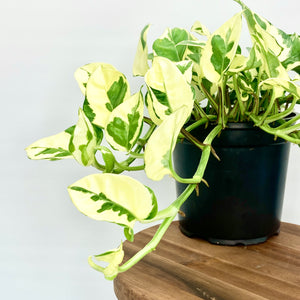 N'Joy Pothos - 12cm