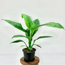 Load image into Gallery viewer, Spathiphyllum Sensation - 14cm
