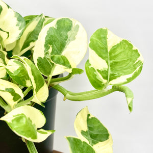 N'Joy Pothos - 12cm