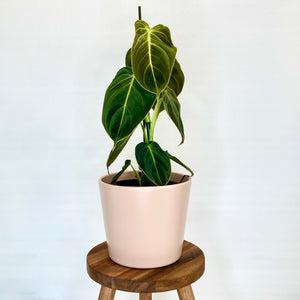 Millie Ceramic Cover Pot - 15cm