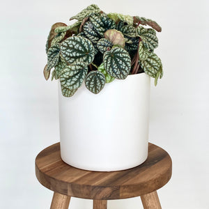 Bondi Ceramic Cover Pot - 13cm