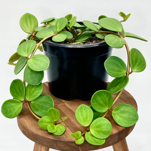 Peperomia Hope - 14cm