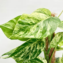 Load image into Gallery viewer, Marble Queen Pothos - 18cm
