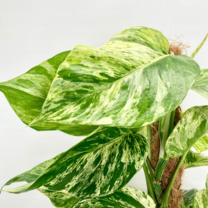 Marble Queen Pothos - 18cm