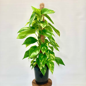 Golden Pothos - 18cm