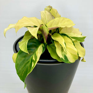 Calathea Yellow Fusion - 14cm