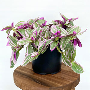 Tradescantia Sweetness - 12cm