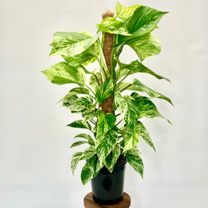 Marble Queen Pothos - 18cm