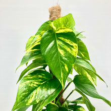 Load image into Gallery viewer, Golden Pothos - 18cm
