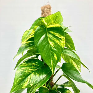 Golden Pothos - 18cm