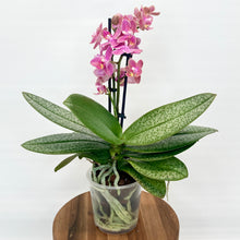 Load image into Gallery viewer, Phalaenopsis Mini Scented
