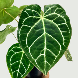 Anthurium Crystallinum - 17cm