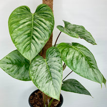 Load image into Gallery viewer, Philodendron Sodiroi - 17cm
