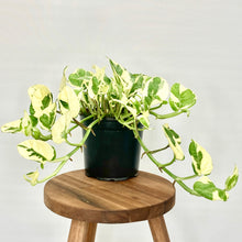 Load image into Gallery viewer, N&#39;Joy Pothos - 12cm
