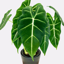 Load image into Gallery viewer, Alocasia Frydek - 12cm
