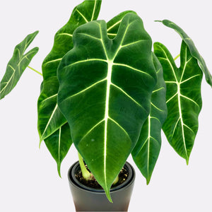 Alocasia Frydek - 12cm