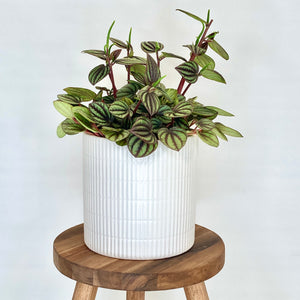 Bondi Ceramic Cover Pot - 13cm