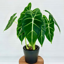 Load image into Gallery viewer, Alocasia Frydek - 12cm
