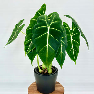 Alocasia Frydek - 12cm