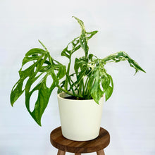 Load image into Gallery viewer, Millie Ceramic Cover Pot - 15cm
