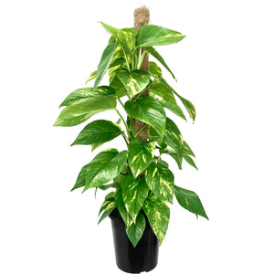 Golden Pothos - 18cm