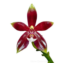 Load image into Gallery viewer, Phalaenopsis Cornu-Cervi FMA.Chattaladae &#39;Red W18&#39; x Violaccea Indigo &#39;Red&#39;
