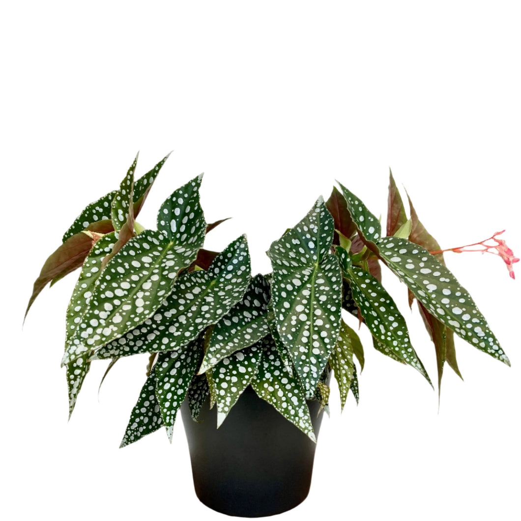 Begonia Hot Spot - 12cm