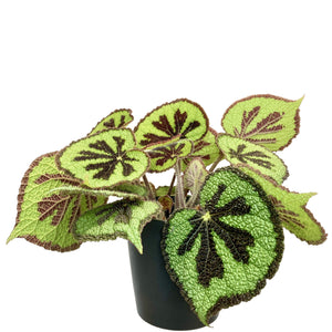 Begonia Masoniana Mountain - 14cm