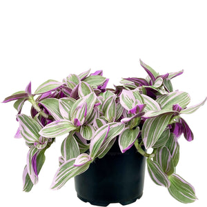 Tradescantia Sweetness - 12cm