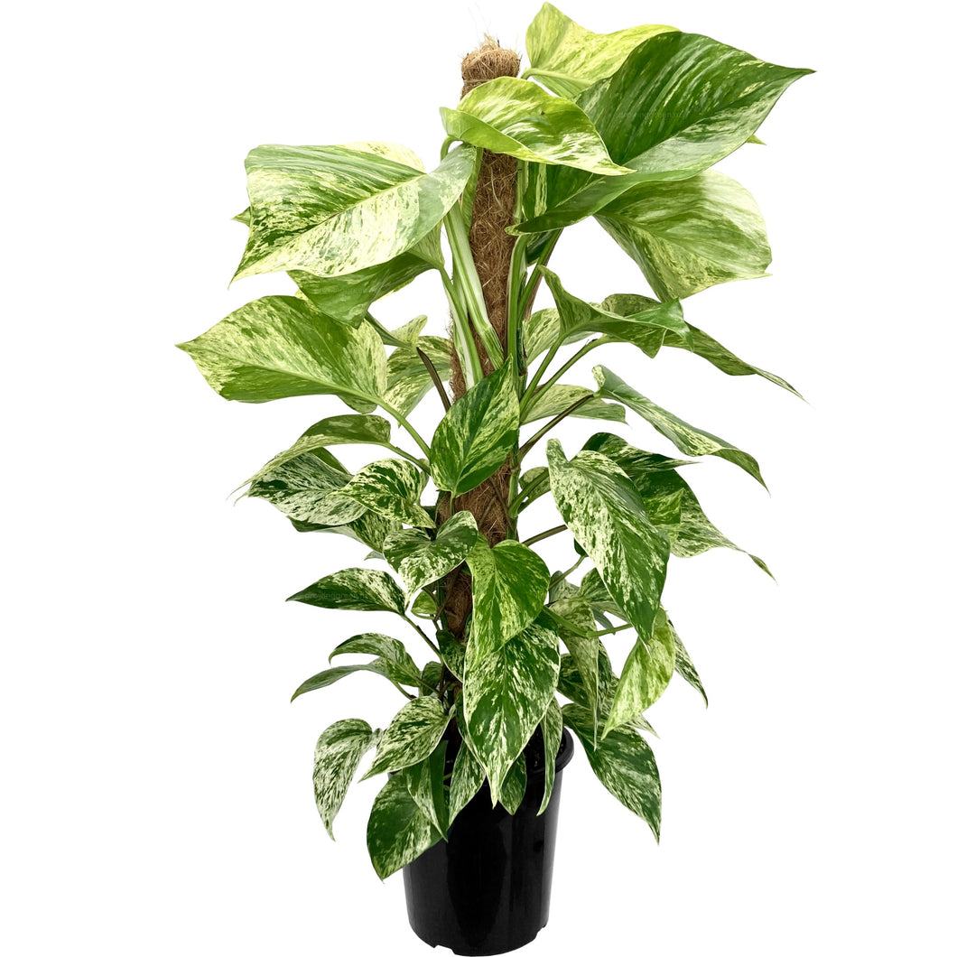 Marble Queen Pothos - 18cm