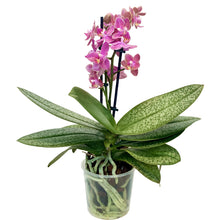 Load image into Gallery viewer, Phalaenopsis Mini Scented
