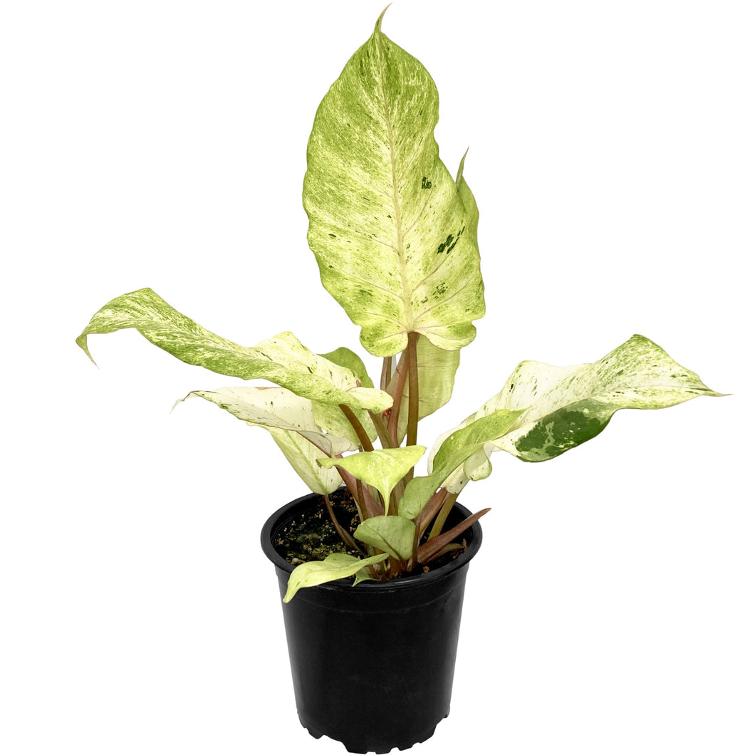 Philodendron Snowdrift 12cm