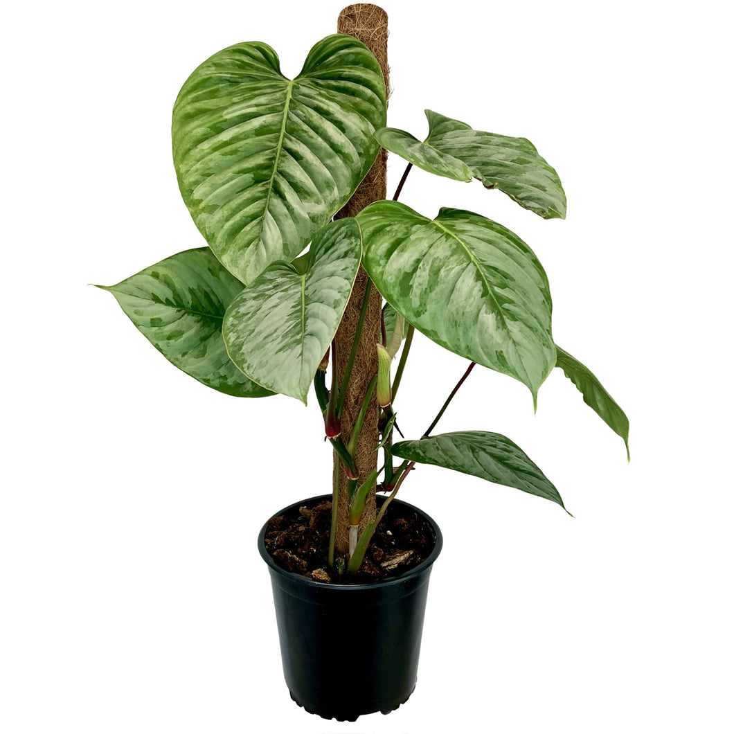 Philodendron Sodiroi - 17cm